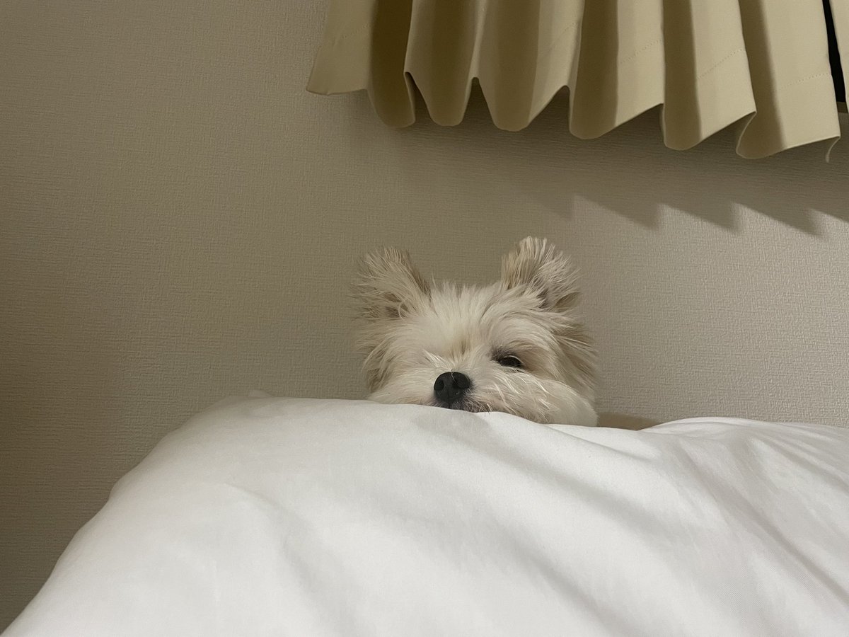 ぽんた (@p_190224) / Posts / X