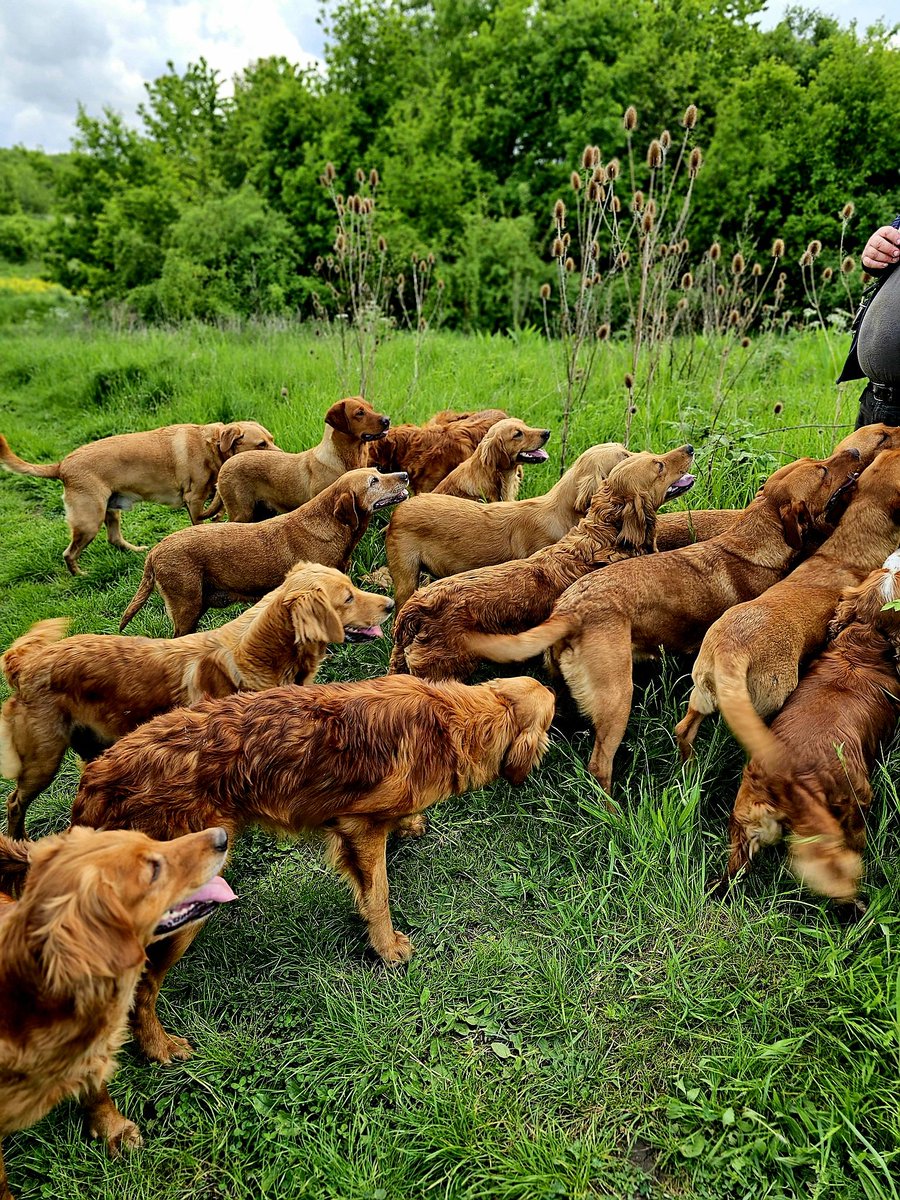 The concentration 🥰🥰 #Baileydaily #sundayvibes #foxredlab