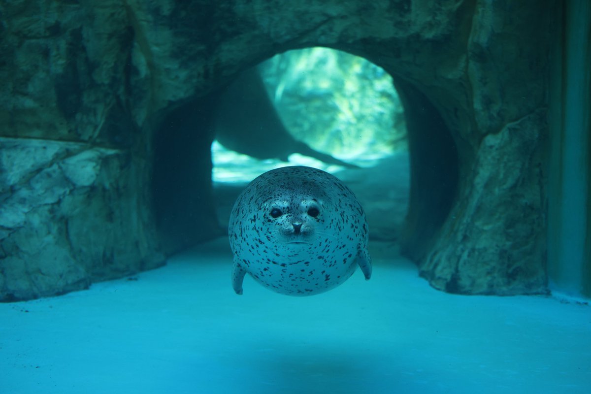 たまごの妖精
2025.8
#スカイ #男鹿水族館GAO
#ゴマフアザラシ