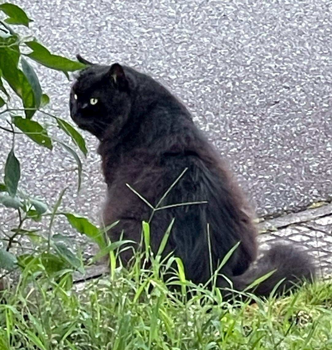 ねこ お気に入りの透明ボウルでちんまりしてるねこ。-Maru fits