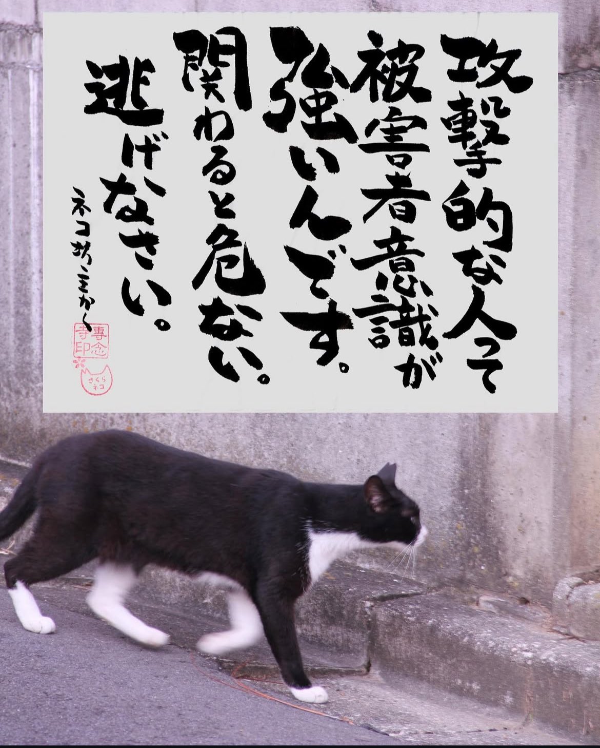 ねこ兄さん専用です。

未使用
傷はないです 碑文谷三丁目ソレイユ付近でKoizumi さん投稿のハーネスした黒猫