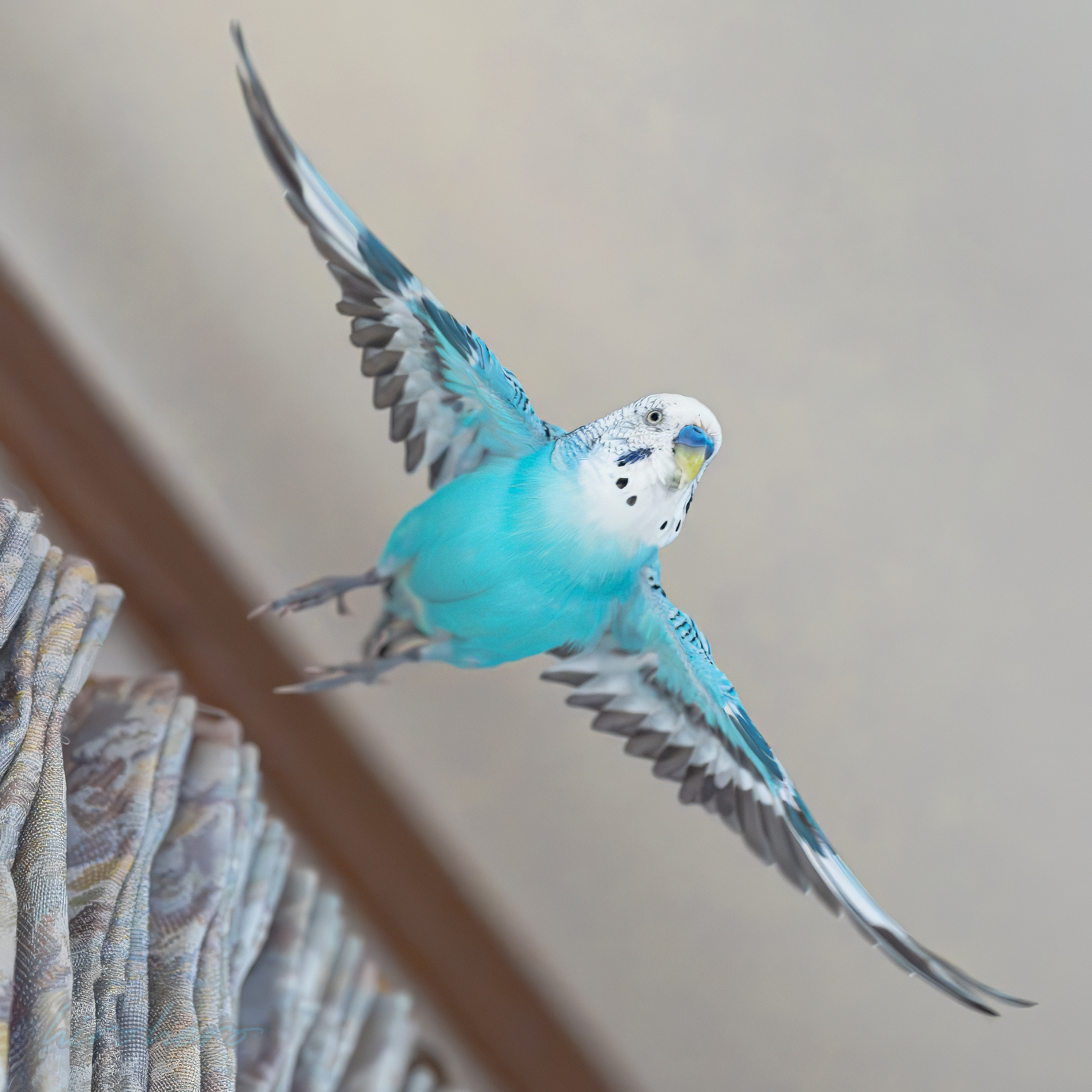 hiro アネモネ、信長、インコ hirohero on X: