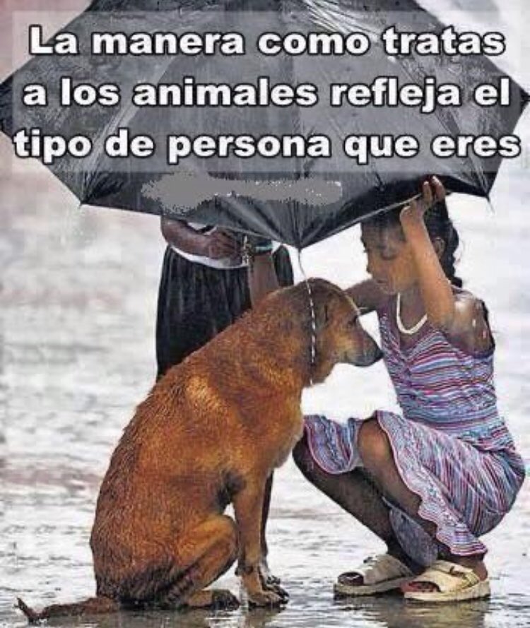 zzamor_animais's tweet image. #FelizDomingo A TODOS LOS QUE AMAN, DEFIENDEN, RESPETAN, ADOPTAN Y AYUDAN A LOS ANIMALES!!🙏🙏🐾🐾🐄🐕🐈‍⬛🐄🐎🦮🦜🦬🦛🐆🐟🐙🐢🐝🦋🐥🦆🦉🦅❤️❤️❤️🌹🌹🌹🌹🇧🇷🇮🇱🇺🇦