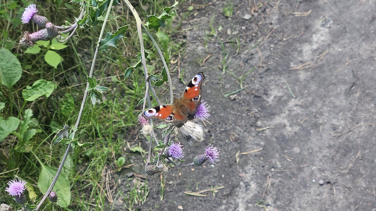 Pogotowie_IT's tweet photo. Ładna pogoda to trzeba korzystać 🌤
Spacer z psem 🐕 po lesie 🌲🌳 to chyba dobry pomysł.
Przyjemność dla Matysa, a może i mi poprawi się humor.
#spacer #pies #las #Matys #bichon #bichonfrise https://t.co/kWUqoiqgm0