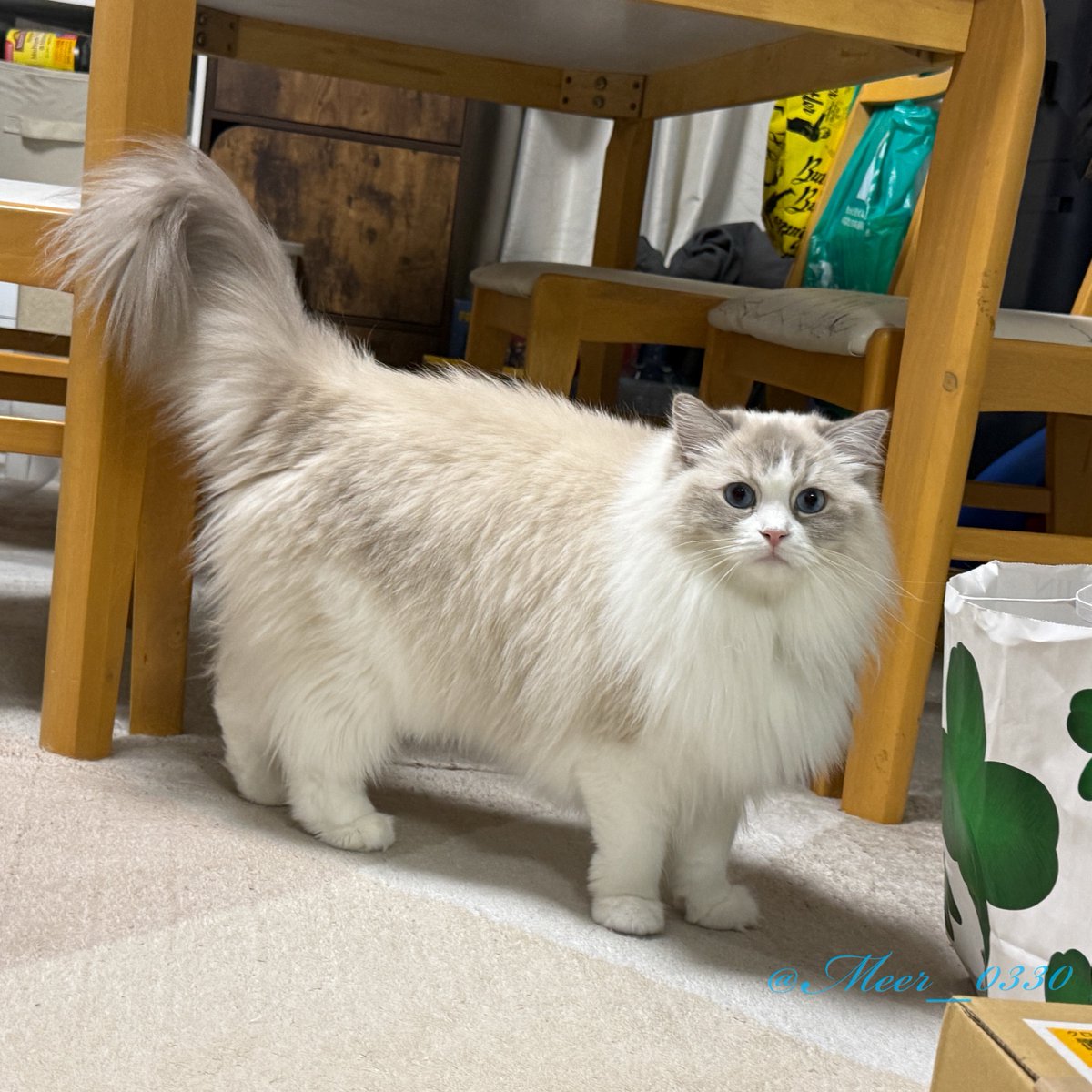 毛がふわふわで短足に見える！

#ラグドール #ねこかわいいね