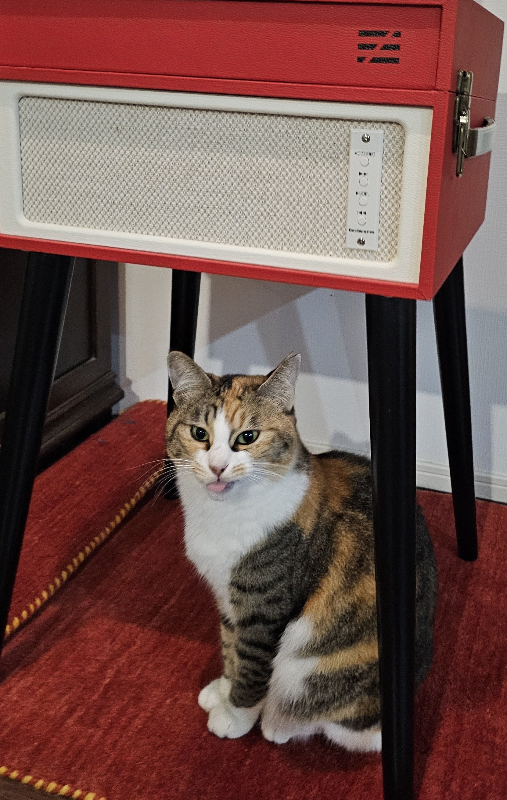 【昭和平成レトロ好きにおススメ♪】招き猫のぬいぐるみ♡ 昭和平成レトロ好きにおススメ♪】ヤーサマネコのぬいぐるみ