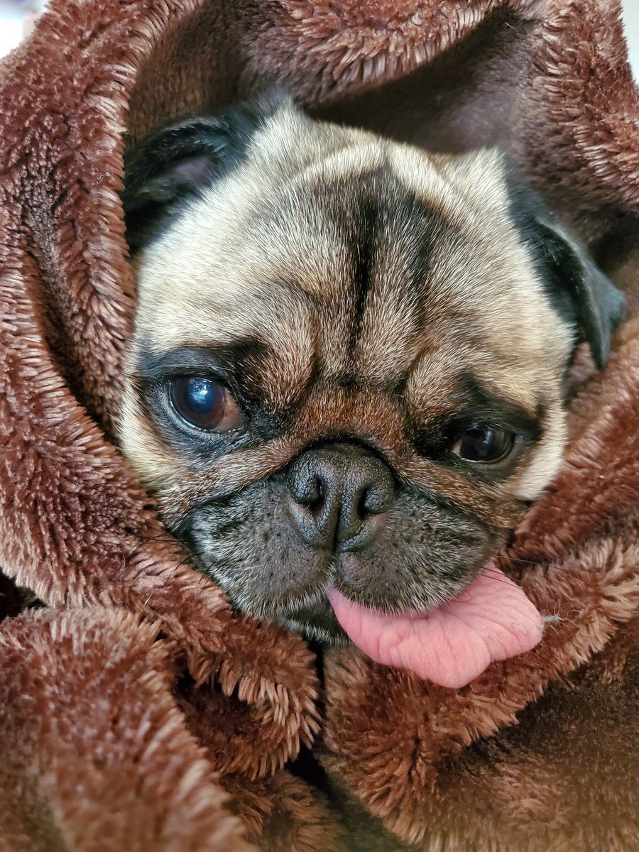 rimu_pug89's tweet image. パグの日にアップされた皆様の可愛いパグちゃん達にイイネさせてもらっていたら、いつの間にかTLがパグちゃんだらけになるという天国.+.(♥´ω`♥)ﾟ+.ﾟ✨
スクロールしてもしてもパグちゃんでいっぱい！幸せ!!感謝!!!(*ﾉ∀`*)

#パグ #Pug
#パグの日