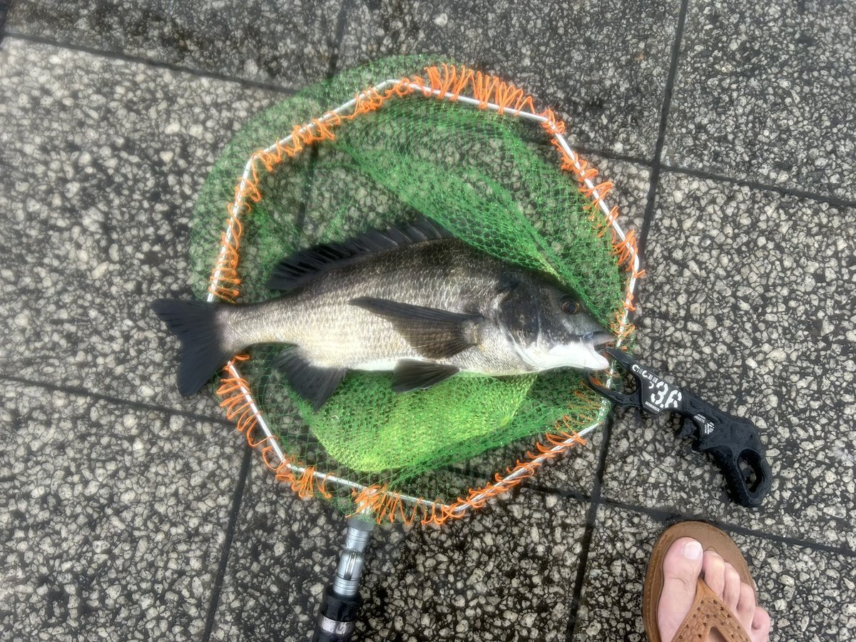 今日は晴海エリアで例会でした〜
ここで例会やるといつもゲリラ豪雨→水潮パターンな気が...😅
自分は予定通り釣果なしで寒い釣れない帰りたいの三重苦でしたが、黒畜根性残業突入で別場所でなんとか5枚