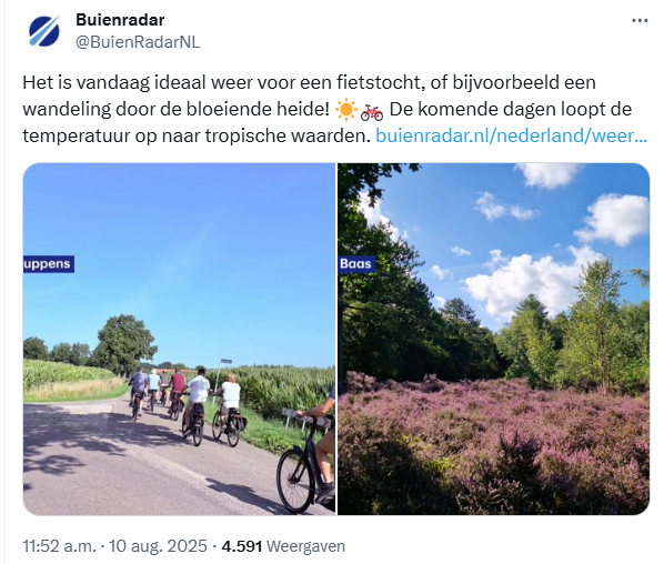 JoostJansen6's tweet photo. @NUnl 'Bloeiende paarse heide steeds lastiger te vinden door te veel stikstof'
Ik kom niet meer bij. Check deze posts van gisteren en vandaag. https://t.co/5LakrAkEys