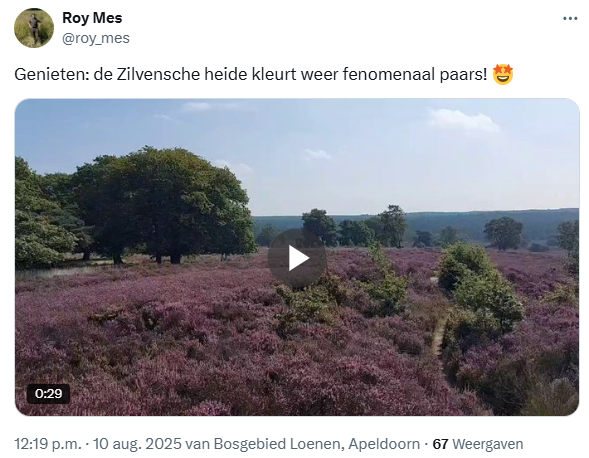 JoostJansen6's tweet photo. @NUnl 'Bloeiende paarse heide steeds lastiger te vinden door te veel stikstof'
Ik kom niet meer bij. Check deze posts van gisteren en vandaag. https://t.co/5LakrAkEys
