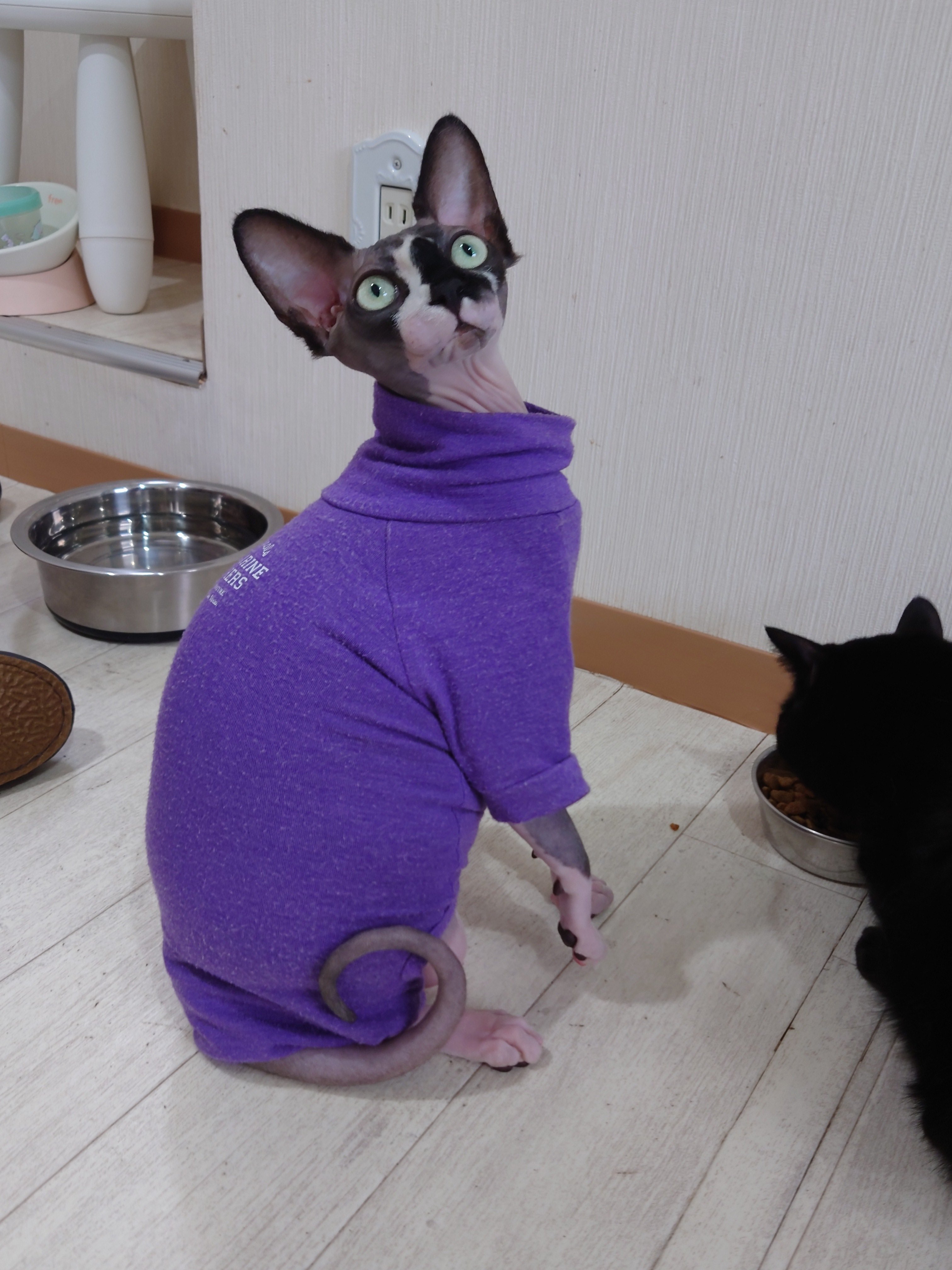 ゆこの⭐︎アルファベットネコ ゆずねこ🍊🐱 on X: