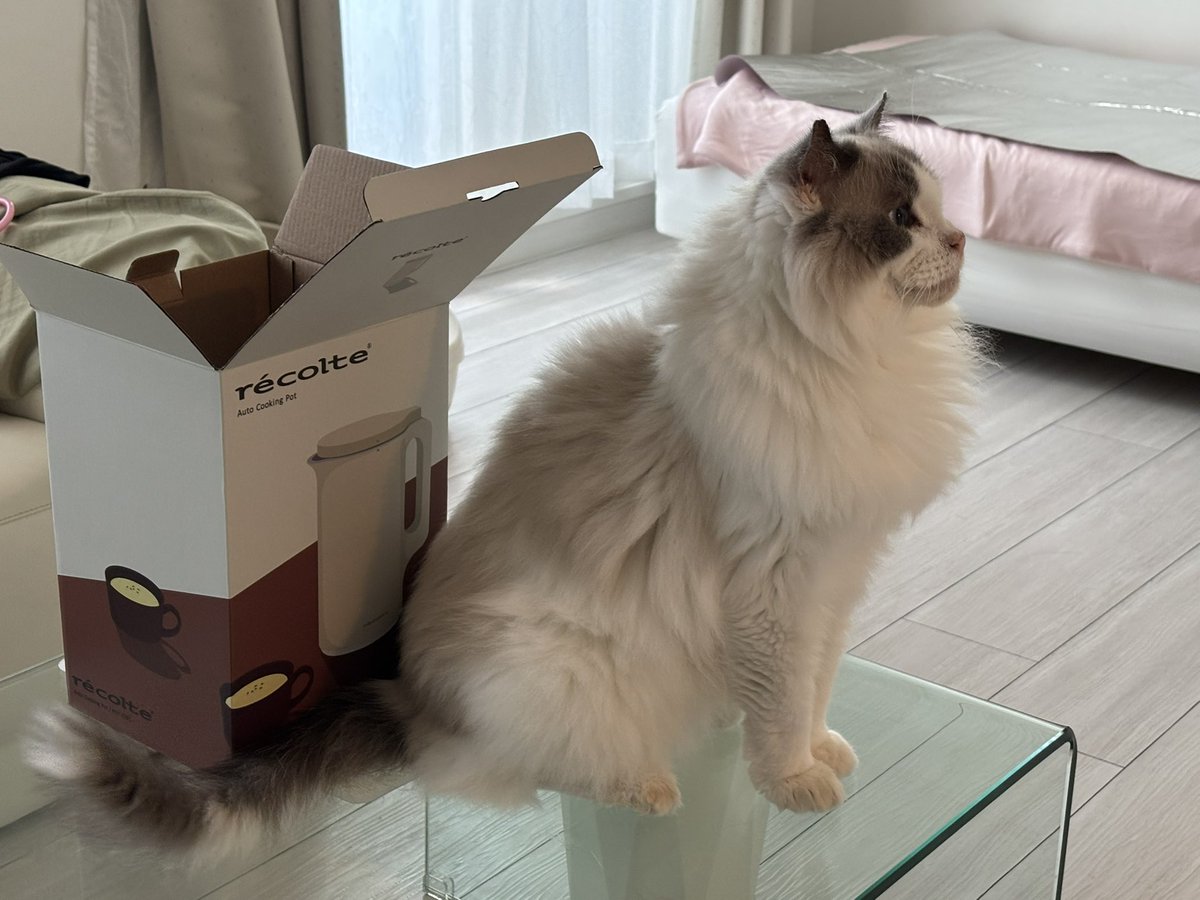 miitoharu's tweet photo. 新調した調理家電にビビるハル🐱
掃除機もドライヤーも苦手💦 https://t.co/hllL8OV4ZB