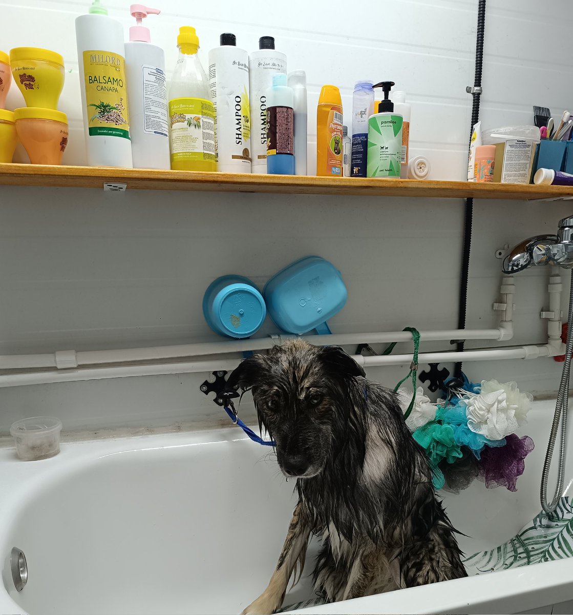 Если бы слово "грусть" было собакой