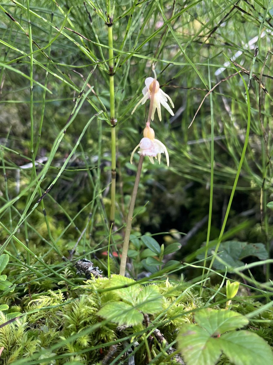 Roligt när man hittar skogsfrun. Finns sällan på exakt samma plats från år till år.  Saknar blad, så man måste träffa på henne under blomningstid.