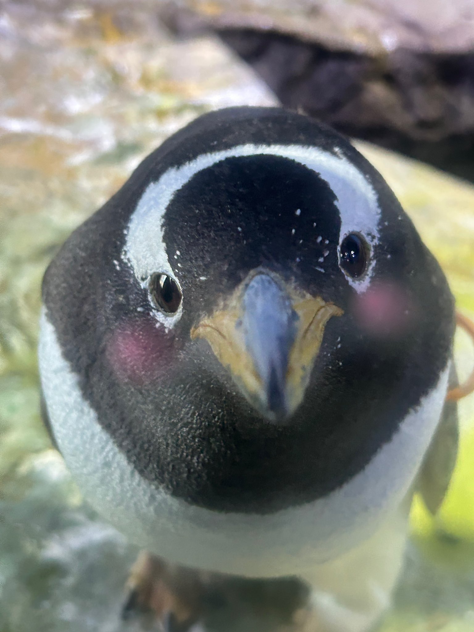 ジェンツー　ペンギン　剥製 ジェンツー ペンギン 剥製 Yahoo!オークション - 超希少