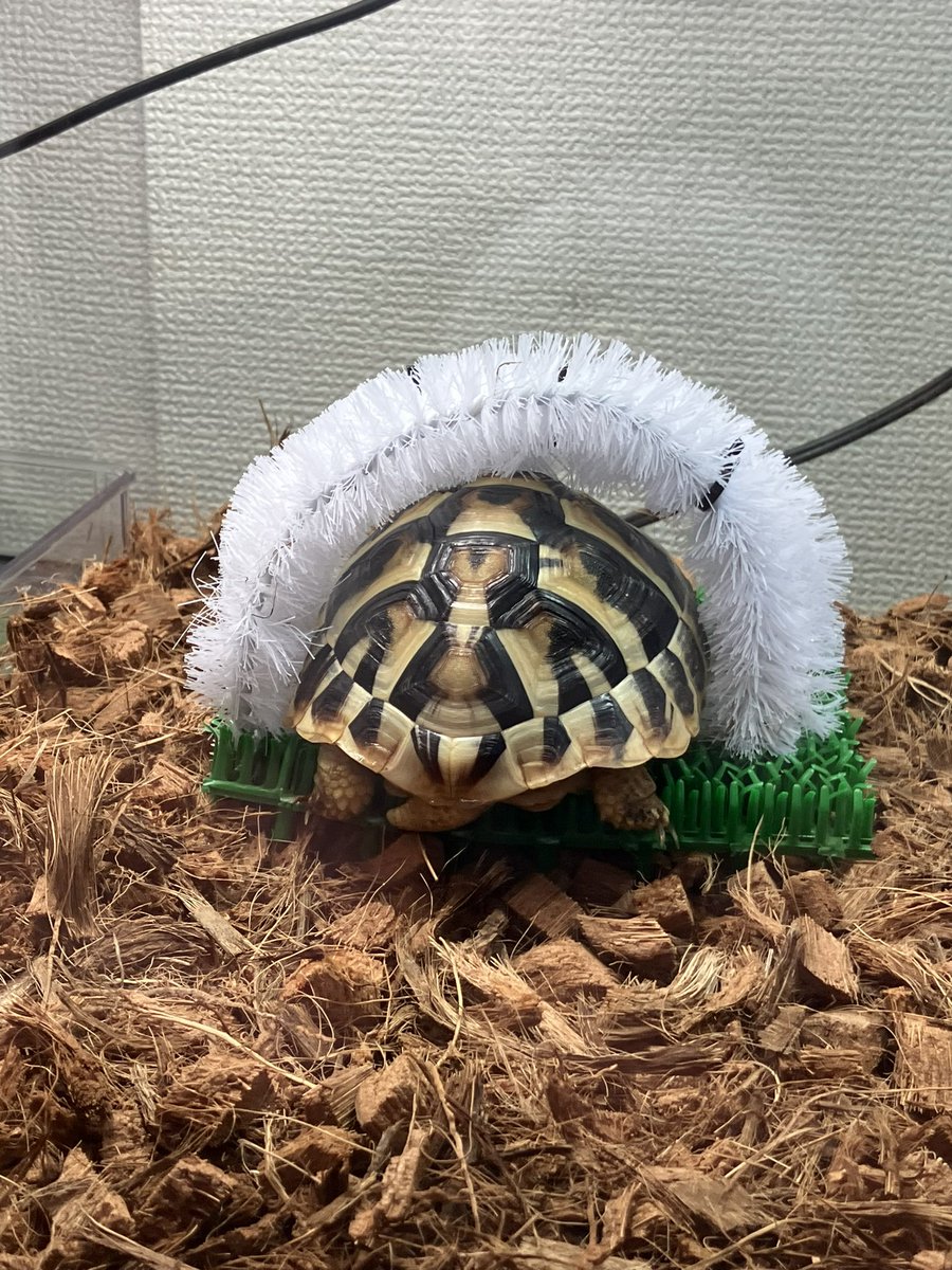 🐢カイカイ トンネル～🎶

セルフでカイカイしてね💕︎

設置3日目...
自分で何回かくぐってくれてるようで何よりです👍

自作なのでかなーり作りが雑です💦
 #ヘルマン
 #リクガメ
 #爬虫類