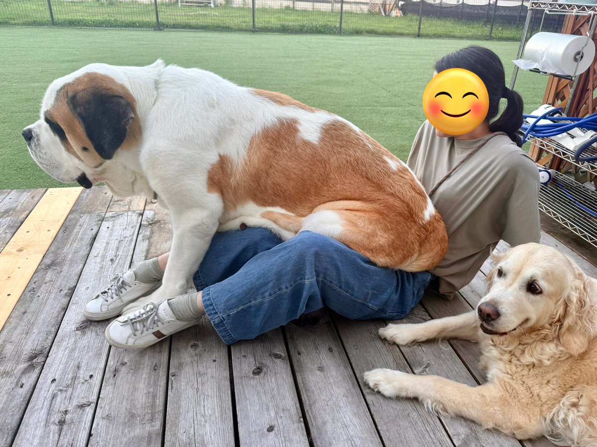 キシイーヌ (@kishidog) / Posts / X