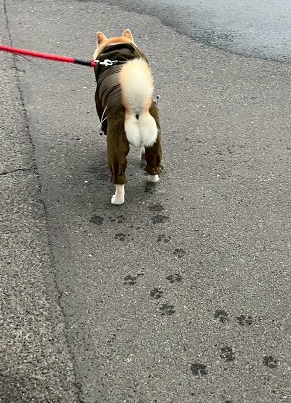 今日は、あめんぽ🐾☔️💓
