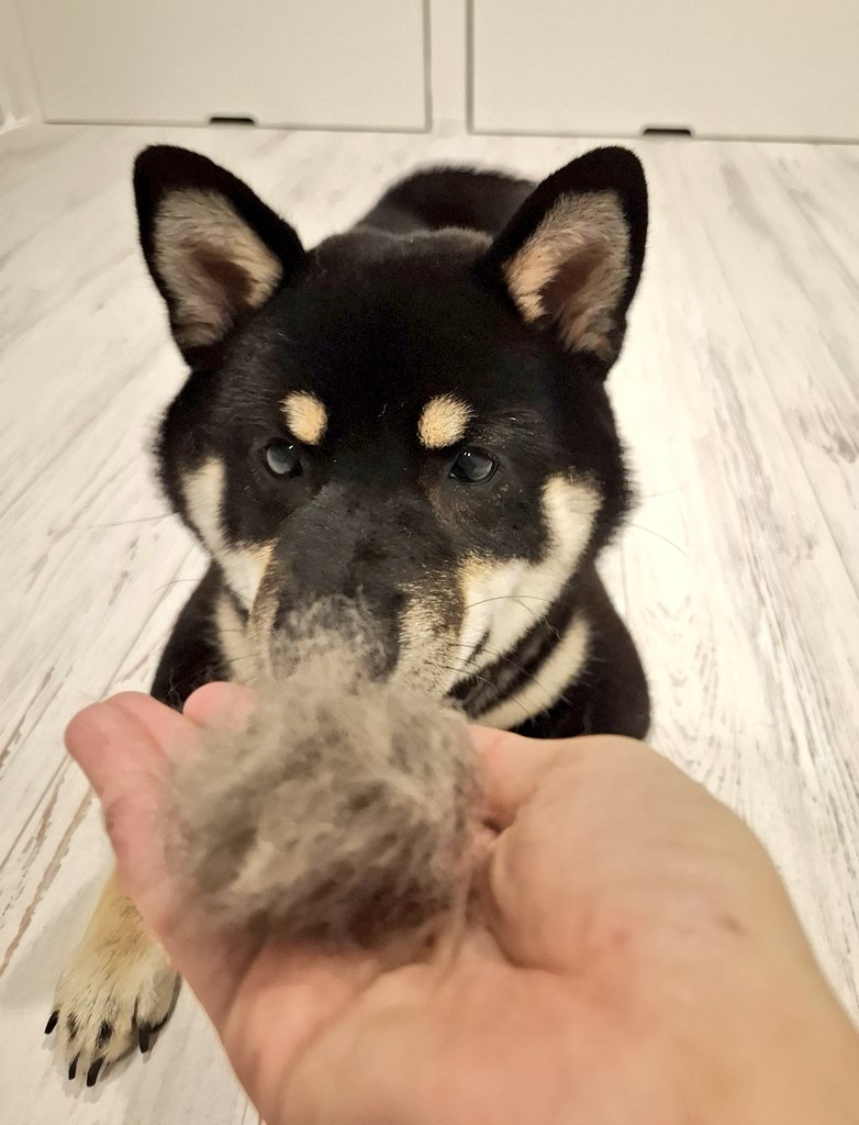 黒柴あおい🐾 on X: 