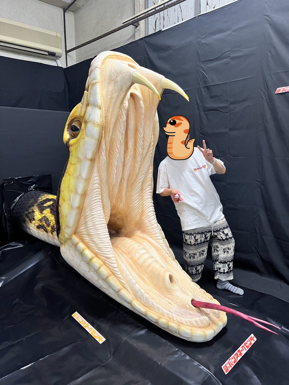 ししばな屋🐍8/24 レプタイルズサークル (@shishibanasan) / X