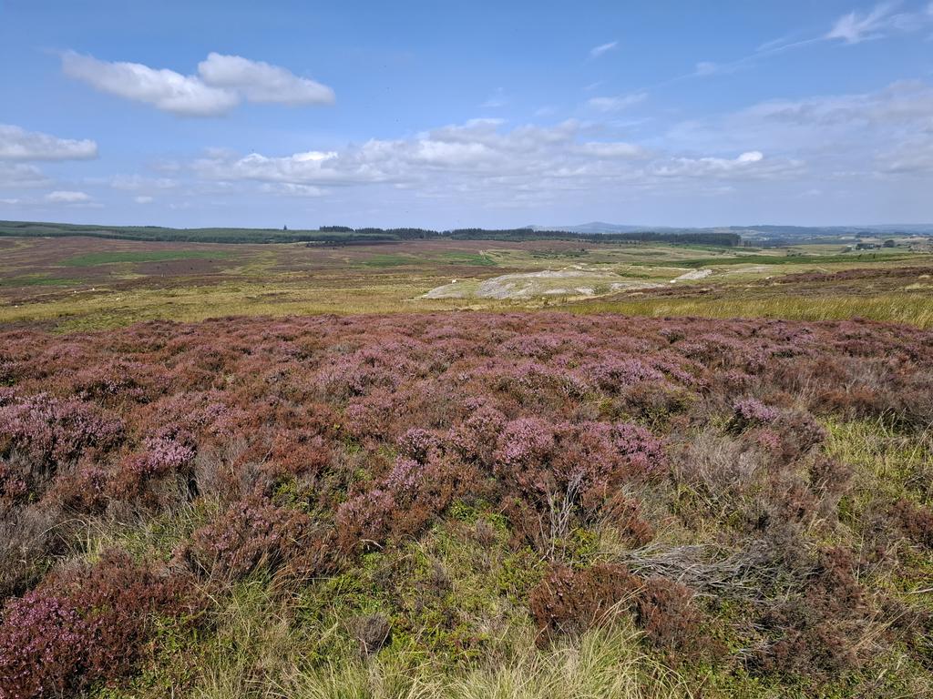 Dusty trails, blue skies and purple surroundings = my perfect Sunday ride

#mtb #northwales