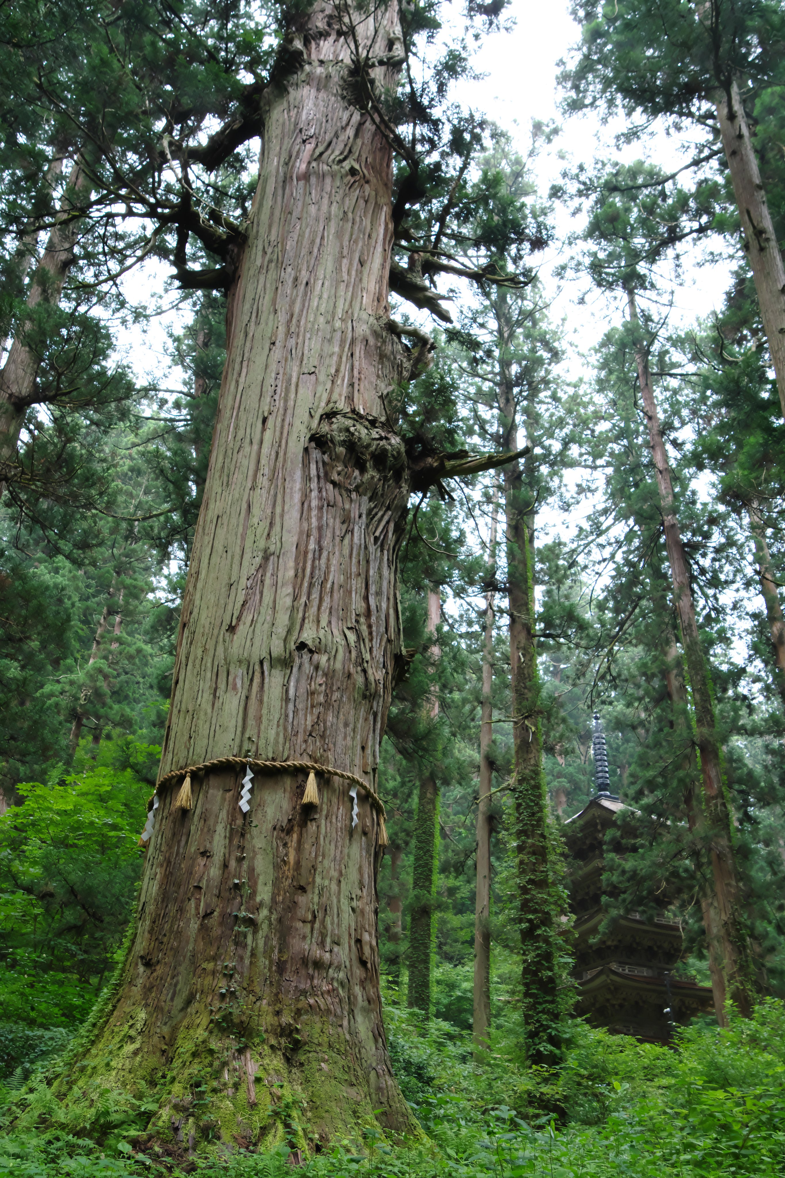 雲傳神道集 51G0tp7BZiS._SY200_QL15_.jpg