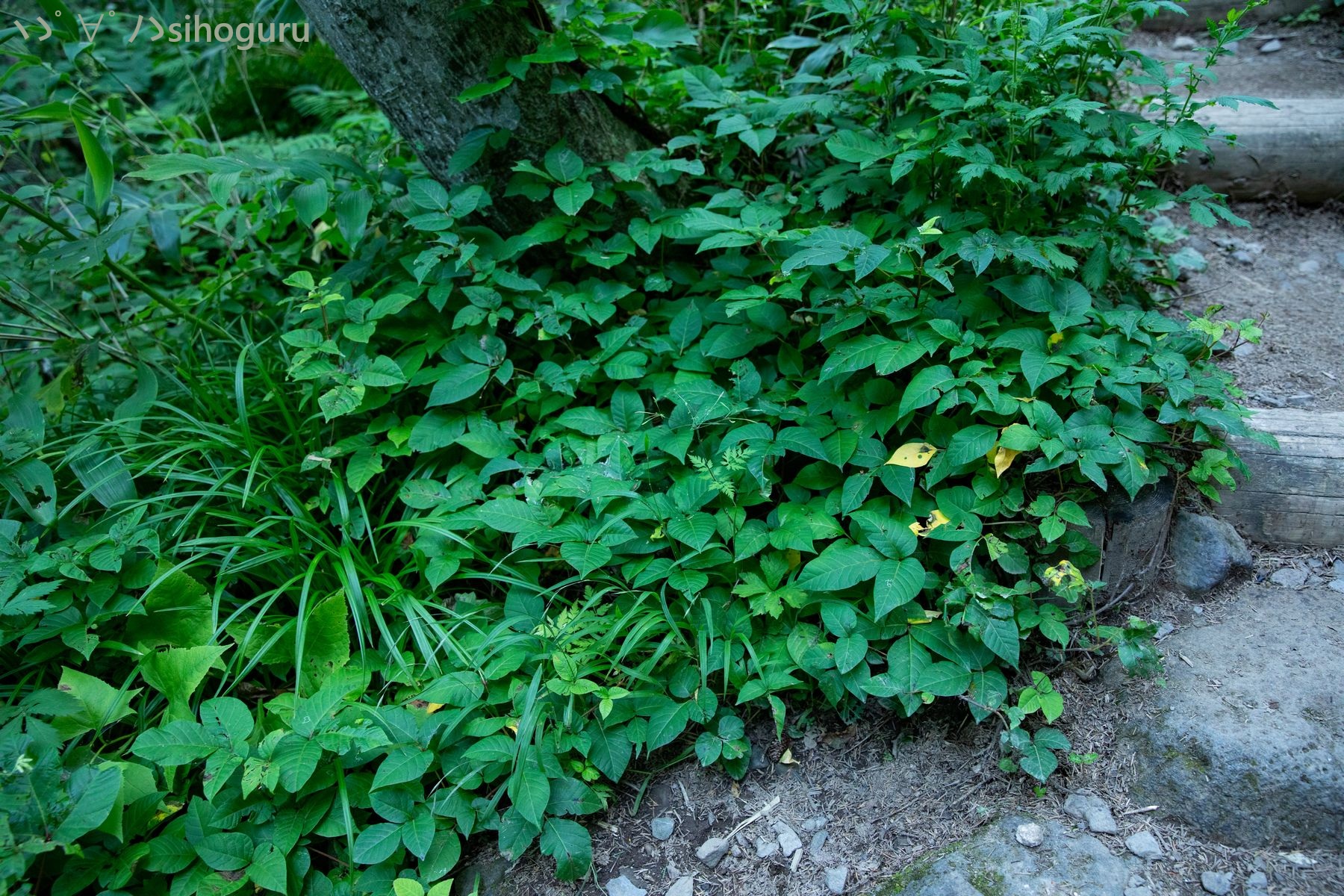 ◆草が好き キネ@CrystalPlants (@crystalplants23) / X