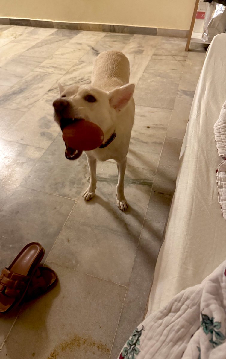 i have NO clue how moms deal with mom guilt. 

i’m a single dog mom, too sick to function today. dragged my bum out for a short walk, couldn’t finish it… and my dog just walked over to my bed with a ball in his mouth. now I’m in full blown tears. 

moms, how do you do it?
