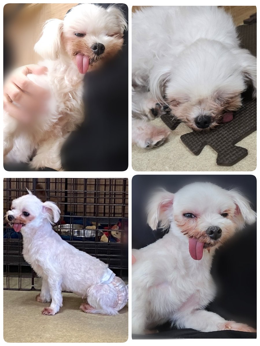 レアッチ卒業おめでとう👏
レアッチを初めて見た時フロアで全く動かず
お座りの状態で寝ていて心配だった
段々慣れてきて行くとほぼ１箇所のお膝に居て
触れ合えず帰る事もありました
いつも舌が出ていてパリパリに乾いていたから
(あまり水を飲みに行かない子)
本当は舌を湿らせてあげたかったけど