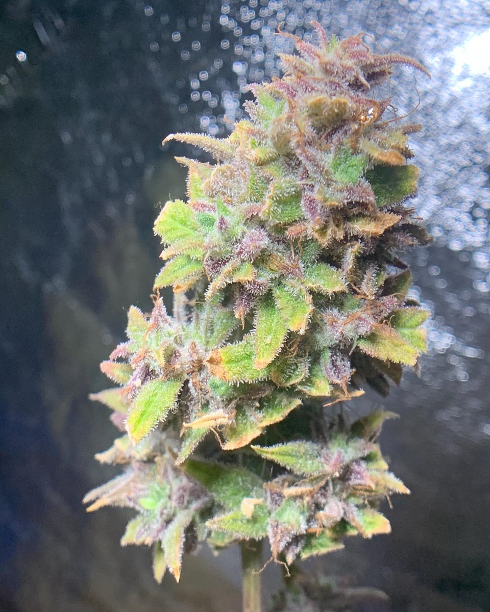Some pink rizzo and forum stomper x sour crack these girls germmed, popped, and flowered soo fast 🏁 . I’m super hyped on the citrus 🍊 and fruity smells shes pumping too!!