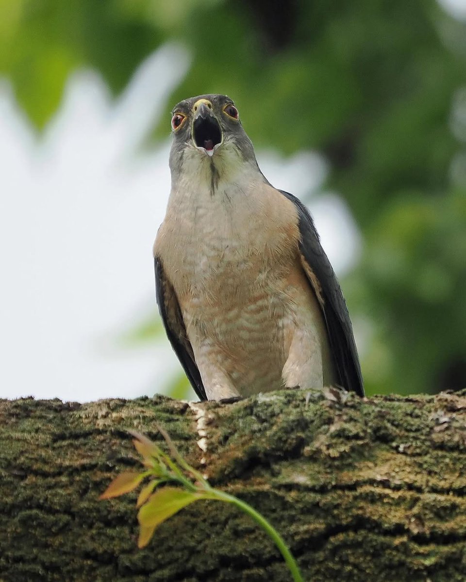 r_rena_r's tweet image. ました！🦅
こちらはツミという野鳥で、獲物を捕らえた後、メスに向かって呼びかけているところです。
その鋭い眼差しと美しい羽の模様が印象的でした✨
自然の中で過ごすひとときは、いつも心を癒してくれます🌿📸