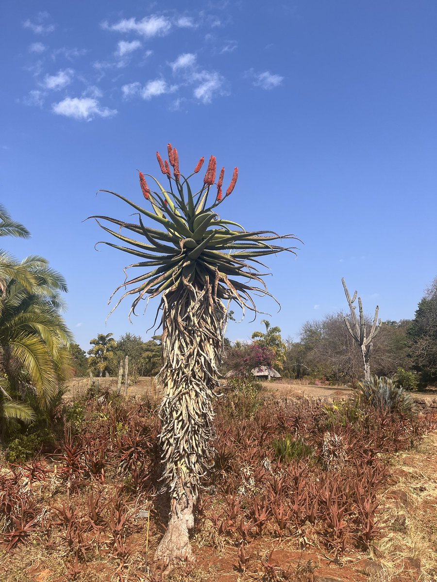 Jo Abbot (@abbotjo) on Twitter photo End of season aloe blooms and winter woodland walk at Ewanrigg Botanical Gardens. $3 entry to see a beautiful array of aloes, cycads and trees. The tall Aloe excelsa still in full red bloom… End of season aloe blooms and winter woodland walk at Ewanrigg Botanical Gardens. $3 entry to see a beautiful array of aloes, cycads and trees. The tall Aloe excelsa still in full red bloom…