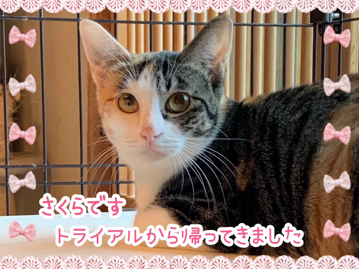 猫の森ページです What did the mother do when her kitten was in trouble? - YouTube