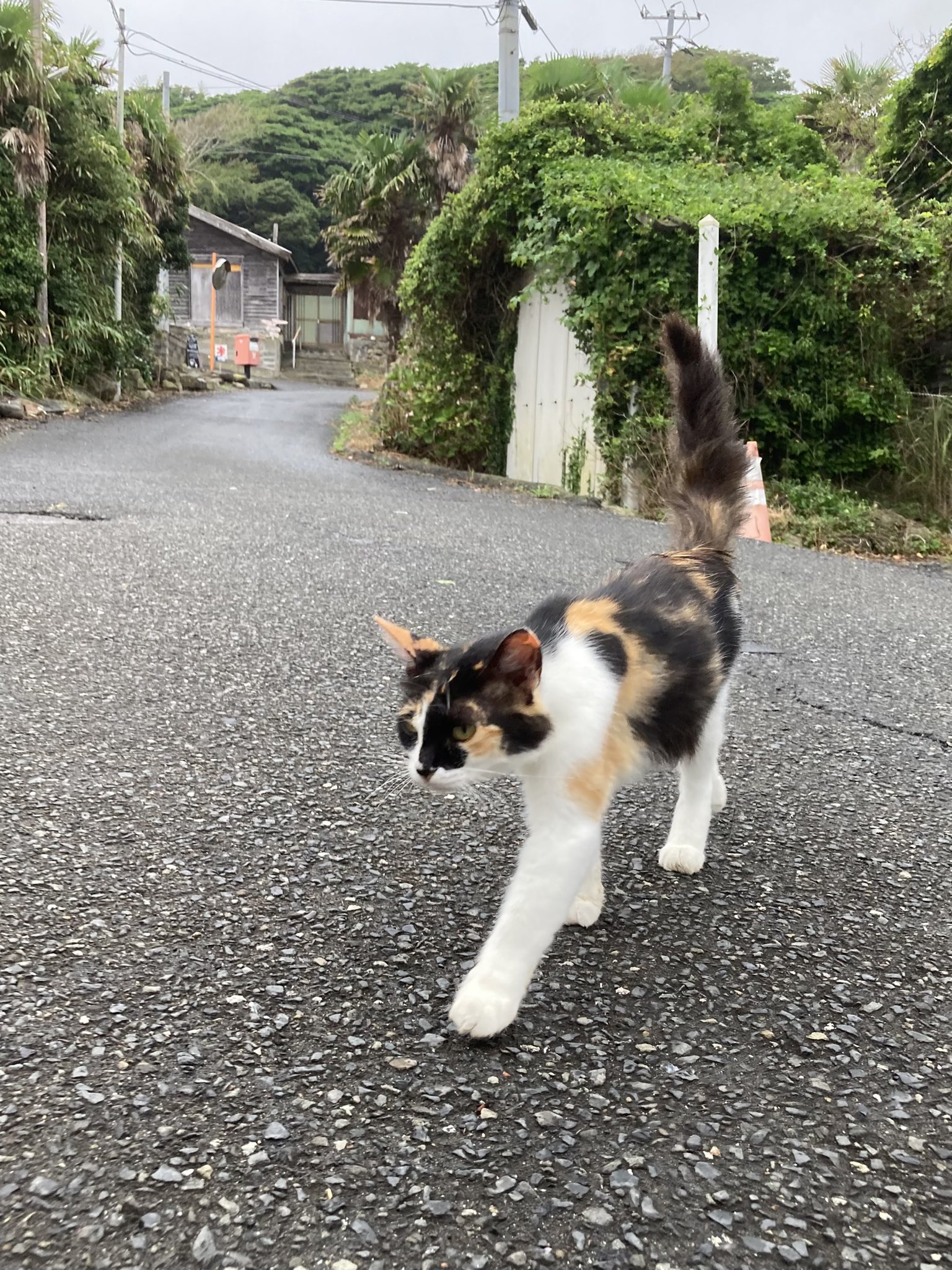 クロネコ堂@田代島 on X: 