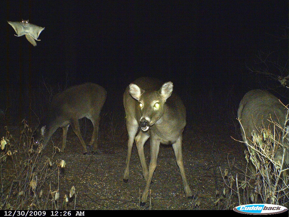 Trail_Cams's tweet photo. https://t.co/sD916Ywaac