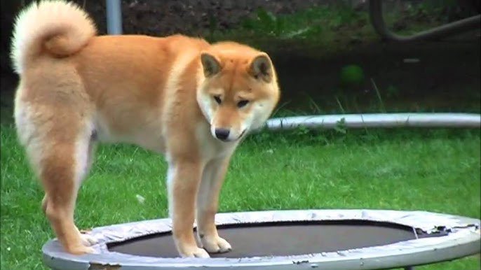 Long press on any image on 𝕏 to have Grok turn it into a video in 4K 🔥
$OSCAR The OG Meme that went viral in 2011! Now feeding strays On-chain
With a Goal of One Million Strays fed
<a href="/oscar_shibainu/">Oscar</a>
