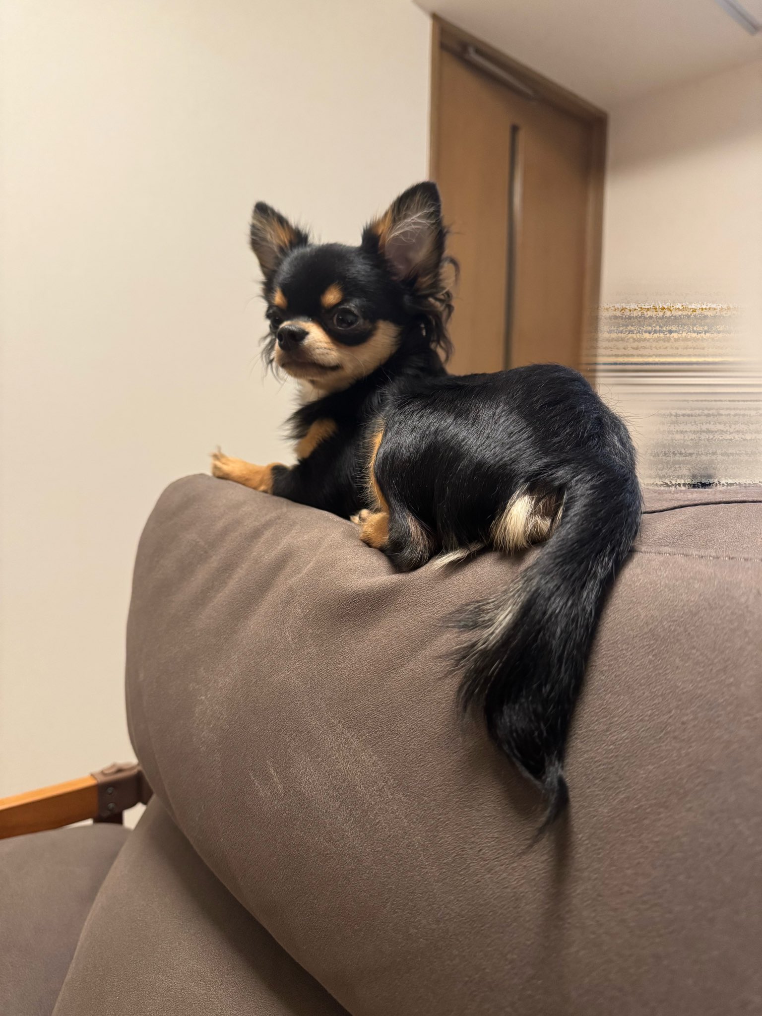 もやし犬さん購入お願いします プロマネージ 7歳からのシーズー専用 1.7kg（4902397837244