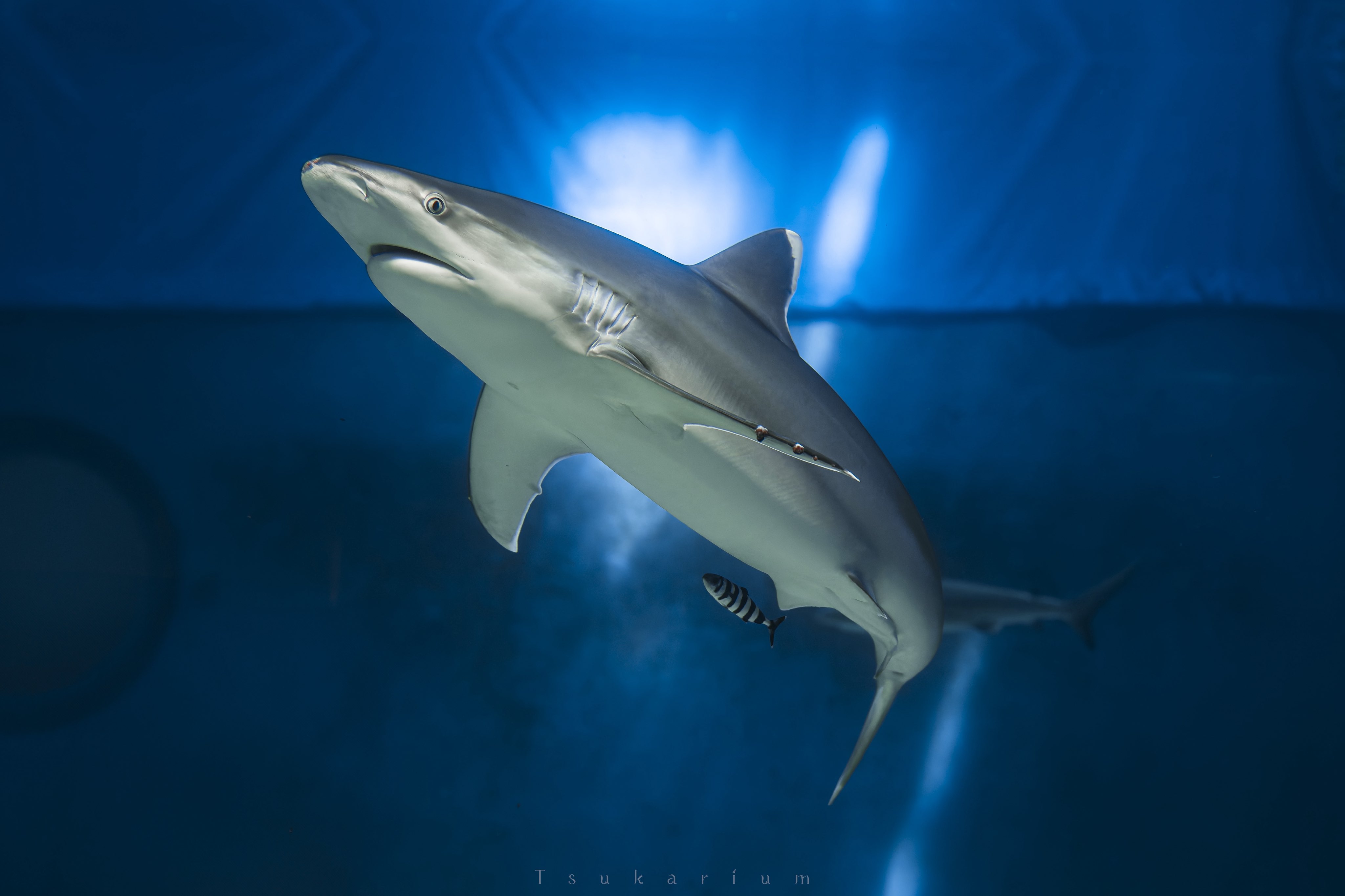 サメ!様専用 サメ 宿儺 フーガ Jizhifan Studio 発光可 サメ様専用 宿儺