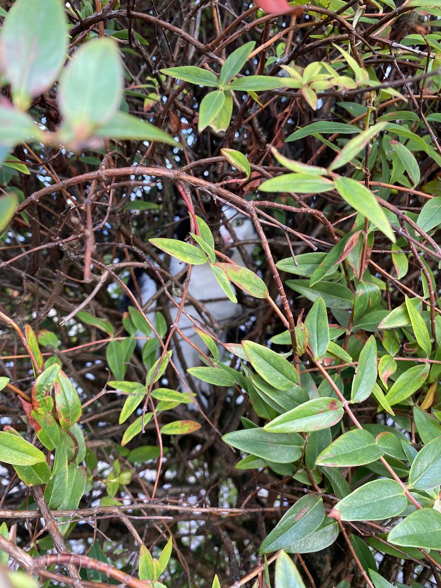 In the meows of our lovely furiend Beastie ‘To inspect da hedge mew must become da hedge’ Happy #SundayFunday everyone. #CatsOfTwitter #sundayvibes #Hedgewatch