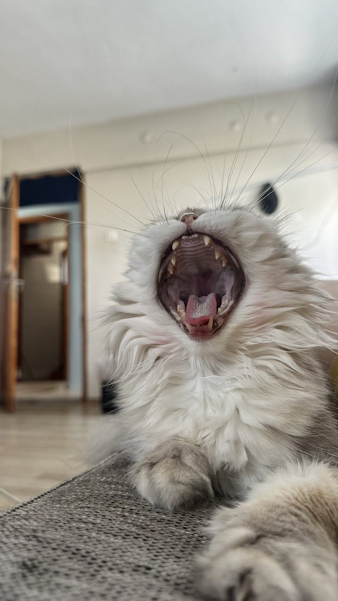 Şenay ama şen değil 🌼 (@senaygibii) on Twitter photo 