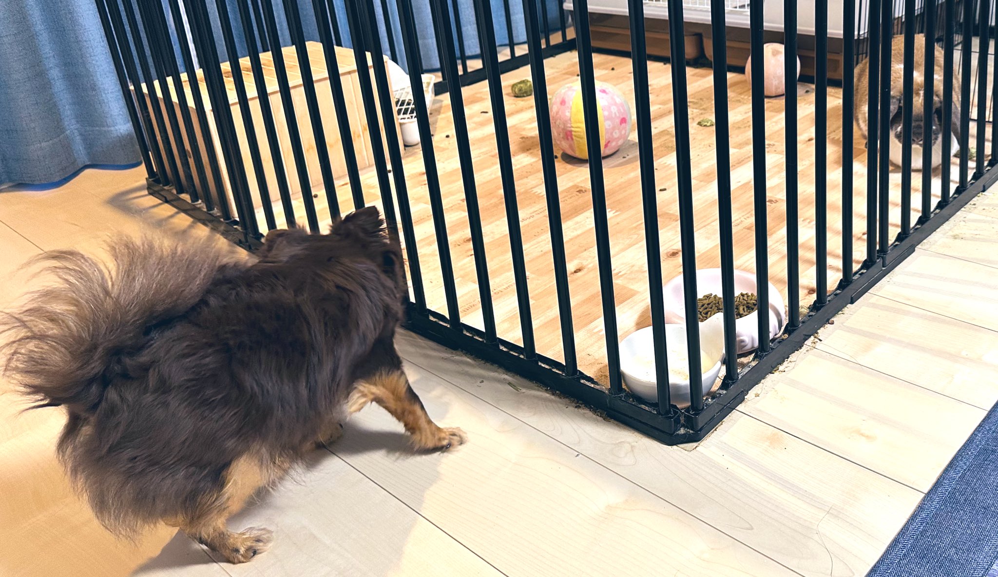 うーちゃん　手のひらペット 8月30日のお客さま💖 ⁡ ①コロンちゃん🧡くうちゃん ふたり