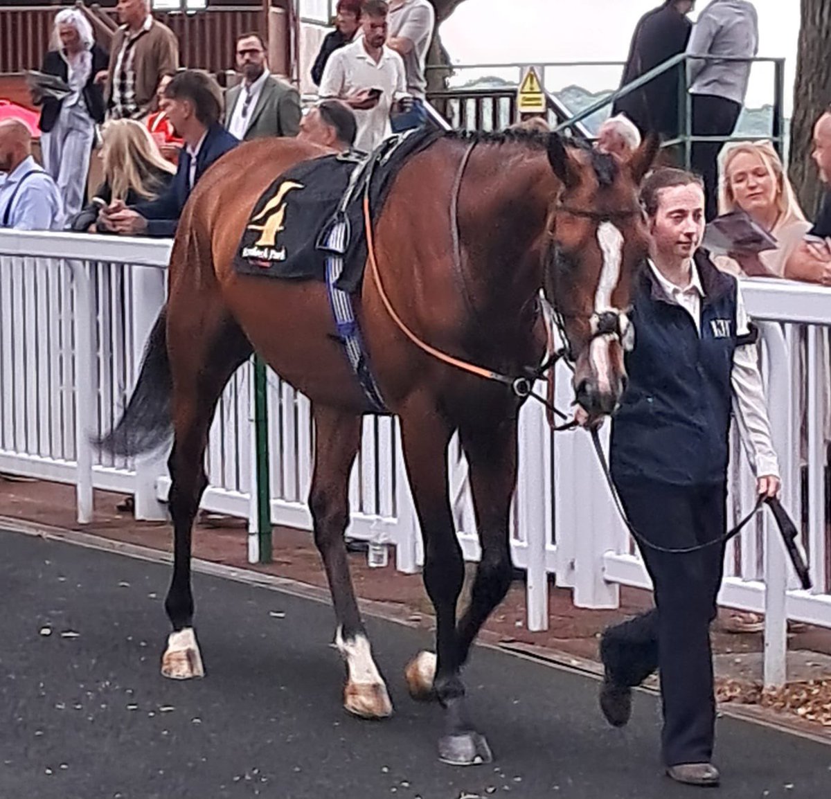 Crest Racing (@crestracing1) on Twitter photo We have Without Burlington running today in the 4.07 <a href="/WolvesRaces/">Wolverhampton Races</a> for <a href="/kpfracing/">Kevin Philippart de Foy Racing</a> <a href="/D_Muscutttt/">Dan Muscutt</a> takes the ride.
Good luck to all owners & connections 🤞 We have Without Burlington running today in the 4.07 <a href="/WolvesRaces/">Wolverhampton Races</a> for <a href="/kpfracing/">Kevin Philippart de Foy Racing</a> <a href="/D_Muscutttt/">Dan Muscutt</a> takes the ride.
Good luck to all owners & connections 🤞
