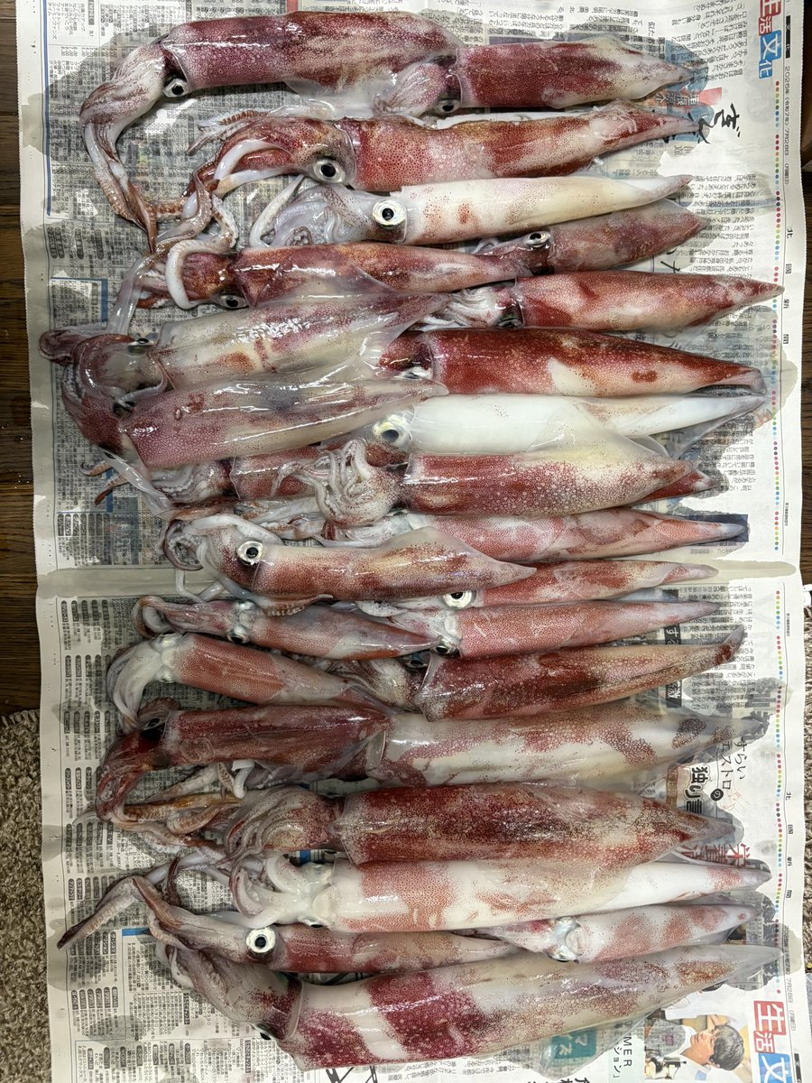 hmlsen's tweet photo. 先日のアカイカ釣り🎣🦑
何となくイメージで作った
スカルエギでしたが🦐
普通に釣れました😆
しかも運良く竿がしらに
なりました😆🎵
#スカルルアースマイル https://t.co/rCs6SyvWKx