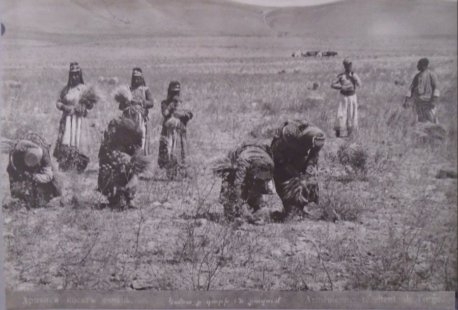1895, Vanlı kadınlar arpa hasatı yapıyor. 

Fotoğrafçı Dmitri Yermakov (1846-1916) Arşivi
