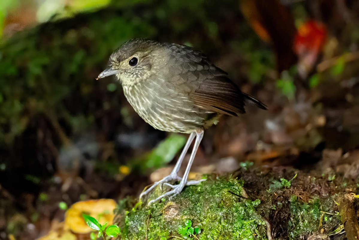 Aniket π³οΈβππ³οΈββ§οΈ(he/him) (@mitogfp) on Twitter photo Muisca, Boyaca and Cundinamarca Antpitta #BirdsSeenIn2025 #birdphotography #birdcpp #birdsofcolombia #BirdsOfTwitter #antpitta <a href="/inaturalist/">iNaturalist</a> #naturalistjourneys Muisca, Boyaca and Cundinamarca Antpitta #BirdsSeenIn2025 #birdphotography #birdcpp #birdsofcolombia #BirdsOfTwitter #antpitta <a href="/inaturalist/">iNaturalist</a> #naturalistjourneys