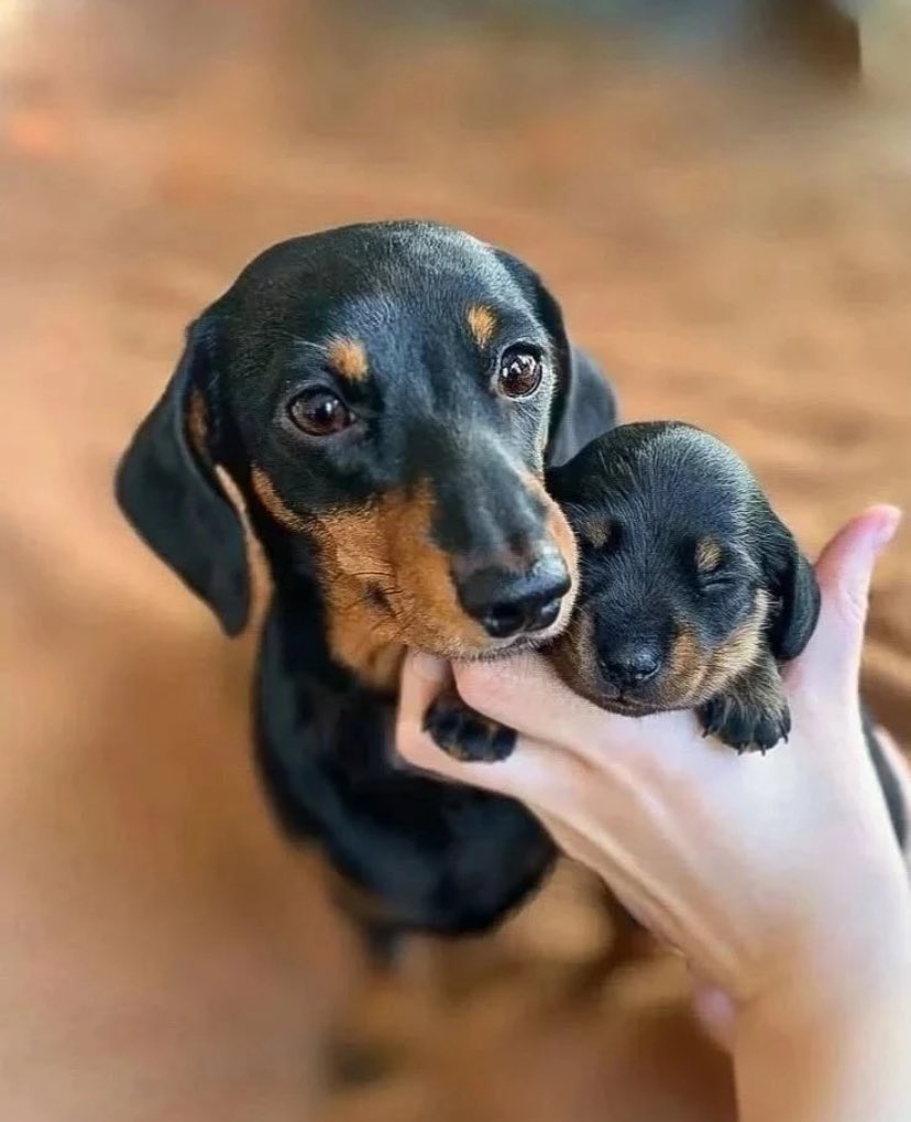 dachshund_usa21's tweet image. ❤️🥰
#dachshund