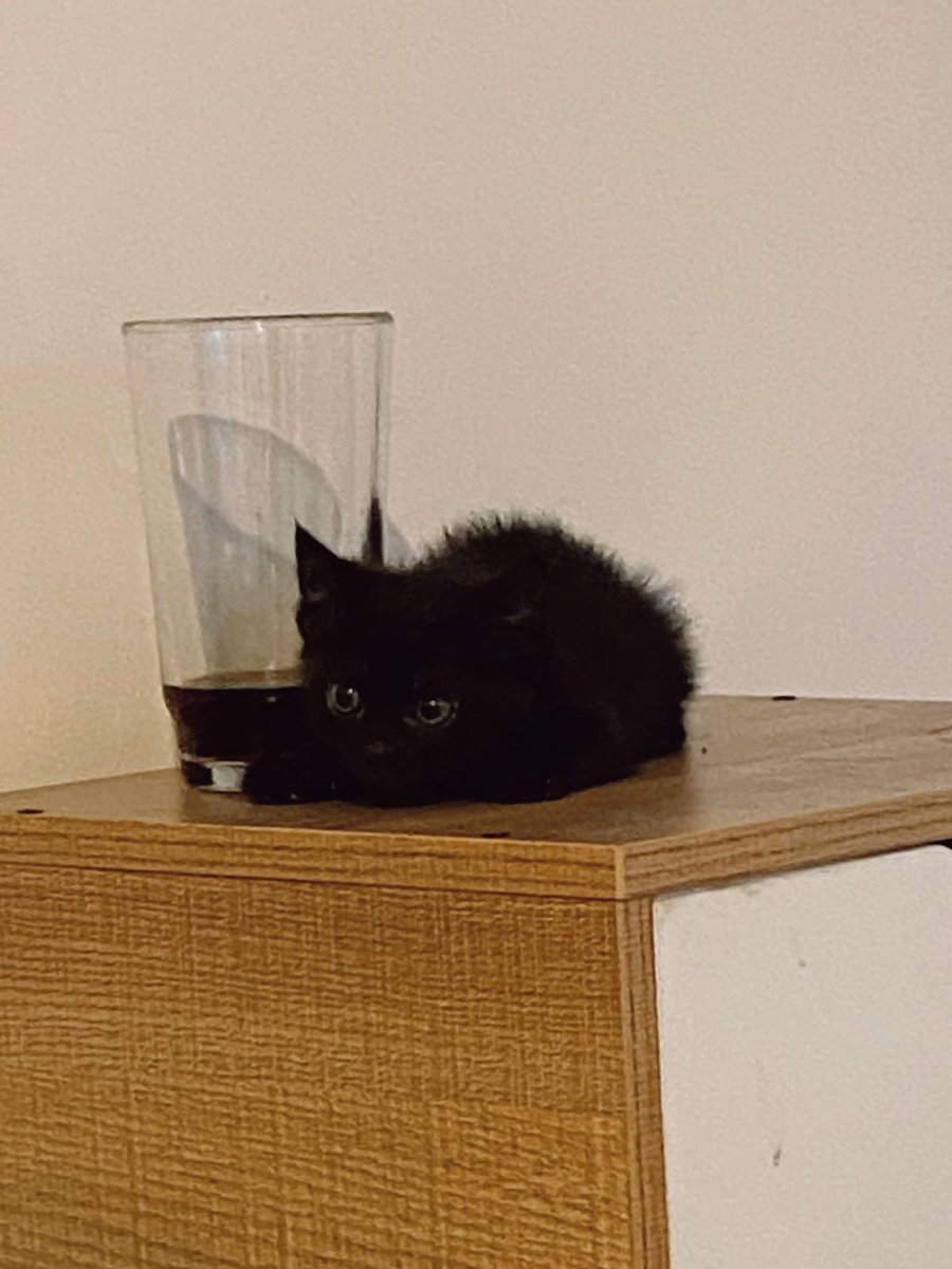 Black cats are not bad luck (@visualscat) on Twitter photo 