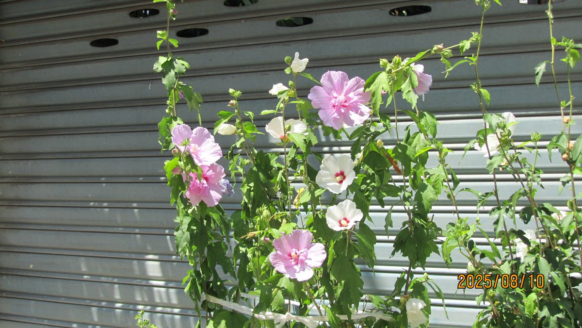 gazingstill (@gazingstill) on Twitter photo 