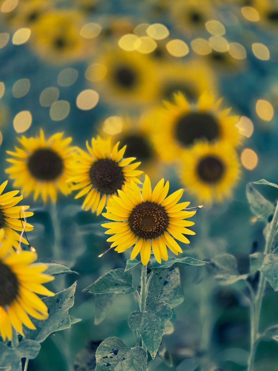 ひまわりのライトアップ綺麗でした🥰
※本日撮影
#iPhone写真