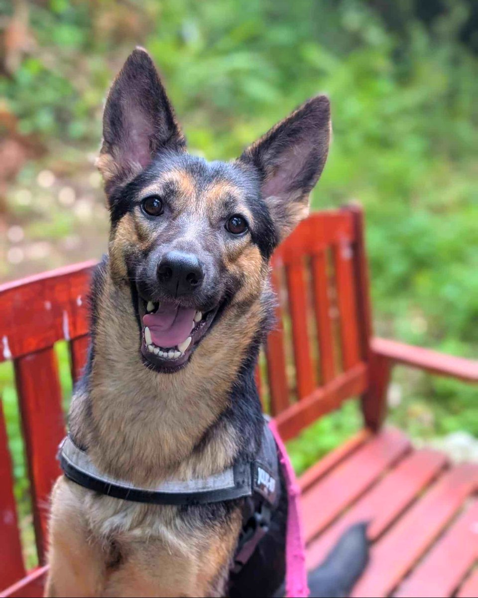Gigi is a beautiful young German Shepherd who’s had a tough start, so she can be shy at first. But once she feels safe, her loyal, affectionate side shines through. She’s gentle, smart, and ready to thrive in a calm, loving home.

🐶: ispca.ie/adoptions/gigi/